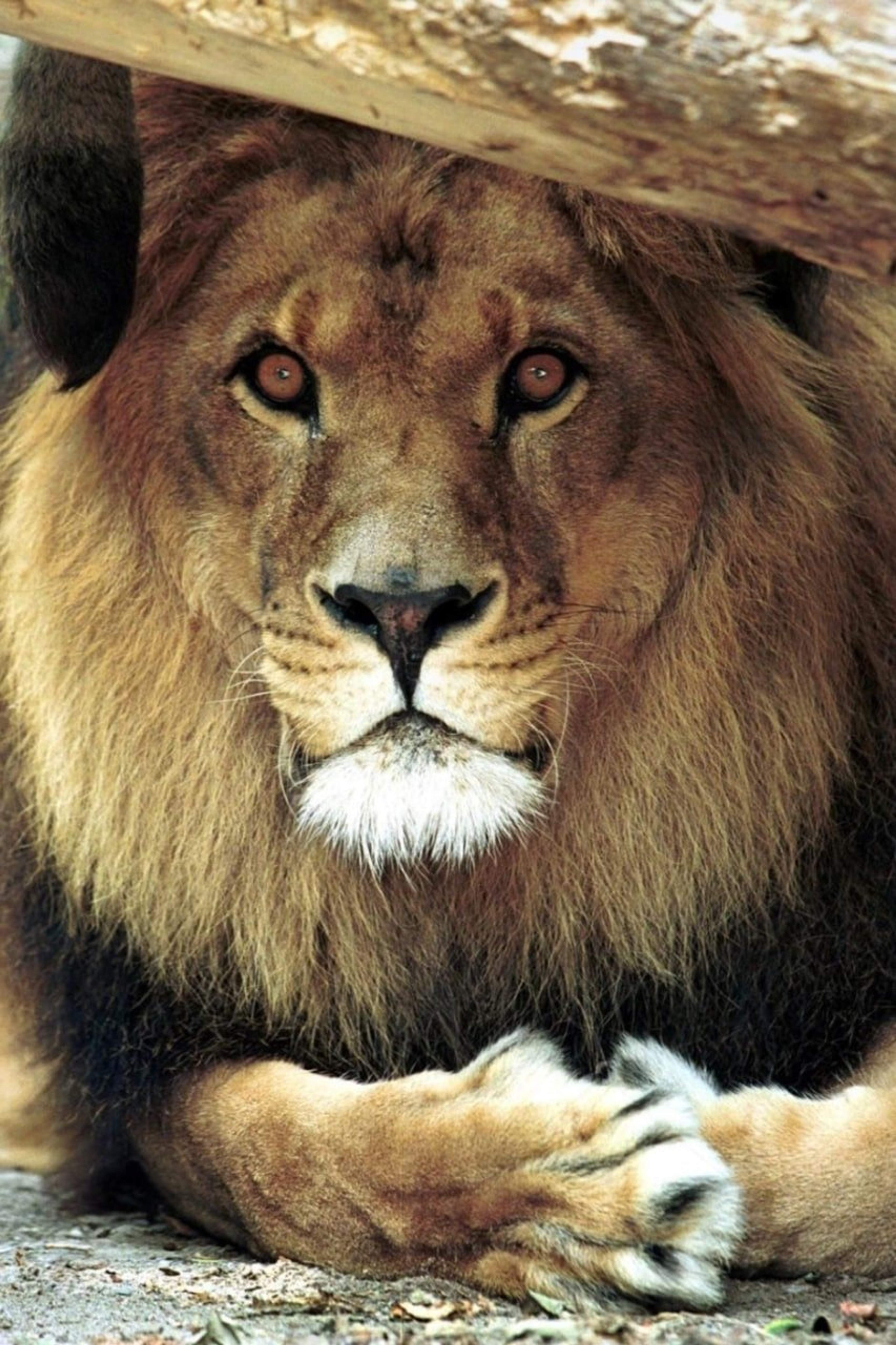 Bongo the Lion