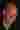 Loading