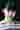 Loading