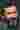 Loading