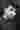 Loading